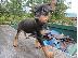 PoulaTo: Pinscher toy